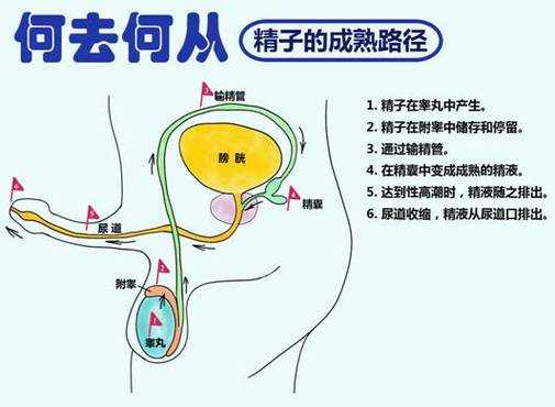 射精没有感觉是什么原因_硬的时候有液体是什么原因