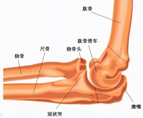 肘关节是什么关节