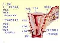 女性生殖器长什么样,女性生殖图示各结构详解位置 