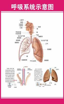 呼吸系统由什么组成和功能