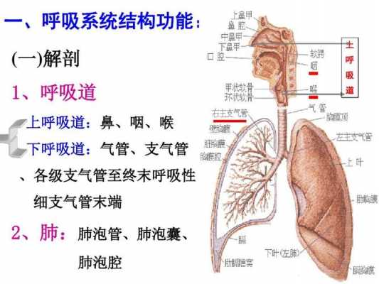 呼吸系统由什么组成和功能