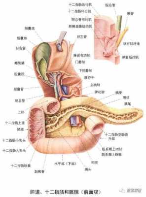 十二指肠球部变形什么意思（十二指肠球变形是怎么回事）