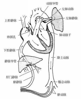 肺动脉含什么血