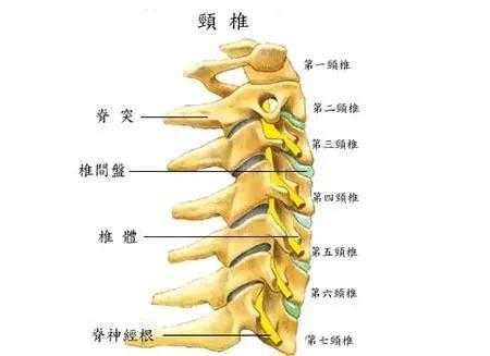 什么是颈椎（什么是颈椎退行变）