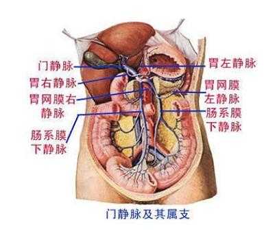 胃属于什么组织还是器官