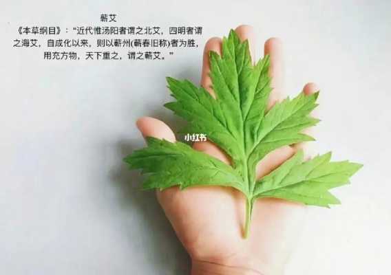 艾叶能治什么病?能治百病吗?