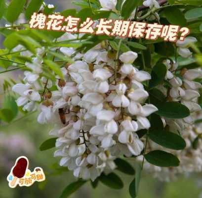 槐花什么时候开花哪个季节