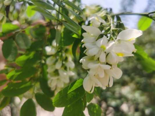 槐花什么时候开花哪个季节