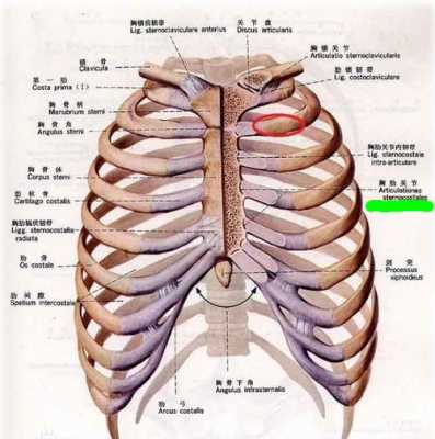 右边胸口上面是什么部位
