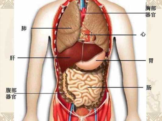 人体最大器官是什么（人体最大器官是什么皮肤）