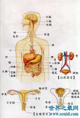 人体最大器官是什么（人体最大器官是什么皮肤）