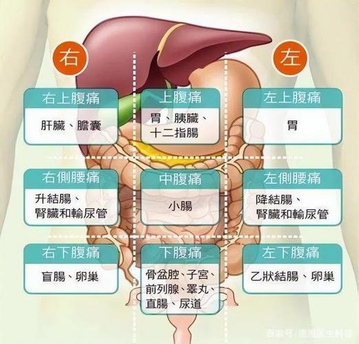 肚子为什么会痛_肚子疼痛什么原因