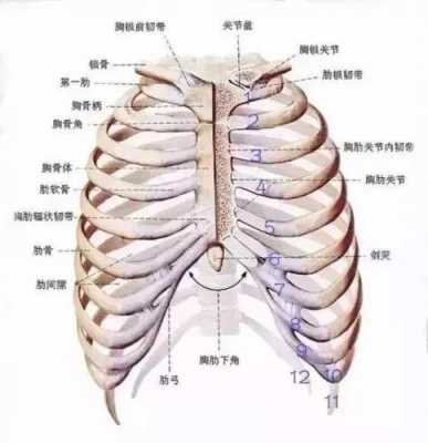 两胸之间是什么部位示意图 两胸之间是什么部位