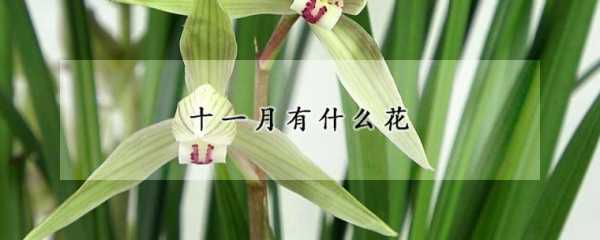  几月开什么花「几月开什么花,怎么邢容」