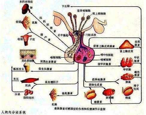 生长激素由什么分泌腺分泌