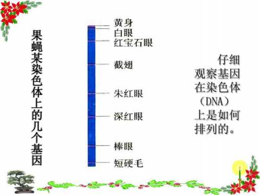 基因的意思是什么东西 基因的意思是什么