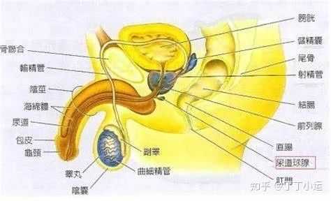 为什么射完的简单介绍