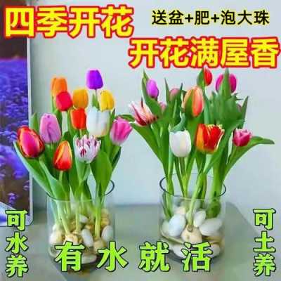  什么盆栽一年四季开花「什么盆栽花一年四季开花又最好养」