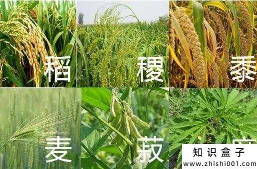  菽是什么「菽是什么农作物怎么读」