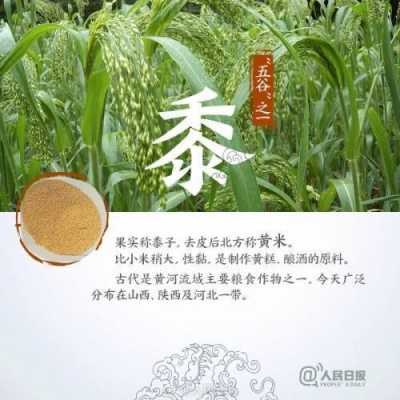  菽是什么「菽是什么农作物怎么读」