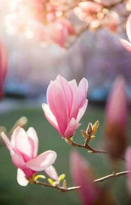  什么花是在春天开的「什么花是在春天开的 而且还是粉色的」