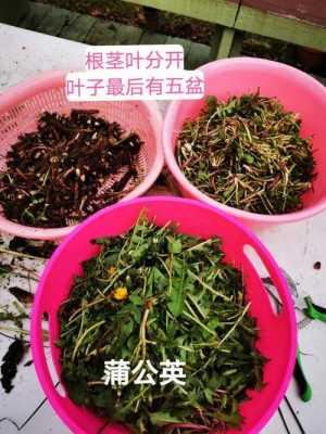 蒲公英喝茶有什么好处（蒲公英茶喝了有好处吗）