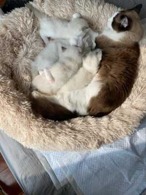 小猫什么时候断奶,刚出生的小猫什么时候断奶 