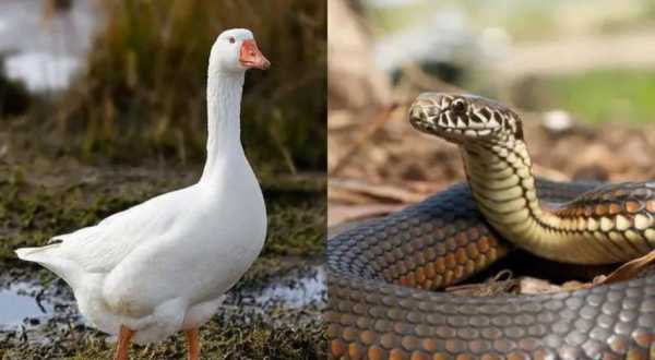 蛇为什么怕鹅的粪便百度百科-蛇为什么怕鹅