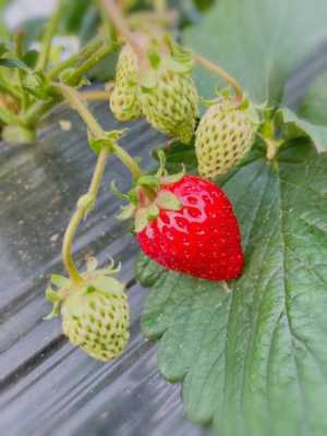  摘草莓是什么季节「小蜗牛摘草莓是什么季节」