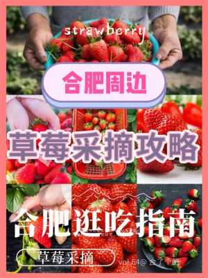  摘草莓是什么季节「小蜗牛摘草莓是什么季节」