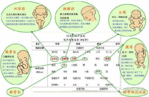 HL是胎儿的什么正常值 hl是胎儿的什么