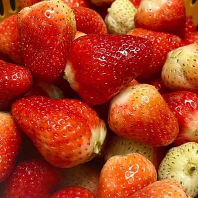 什么样的草莓,什么样的草莓不能吃 