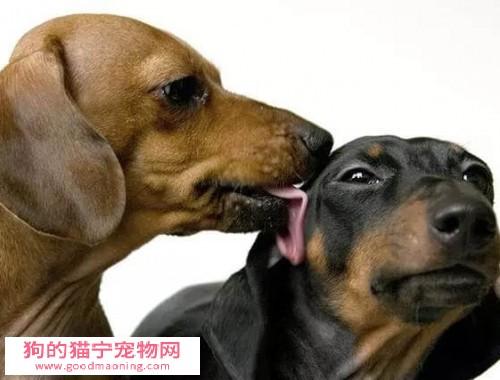 狗为什么舔人_狗为什么舔人的痰