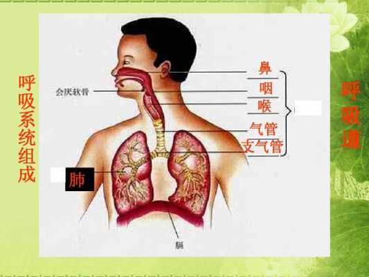 肺是什么的场所_人的肺在哪里