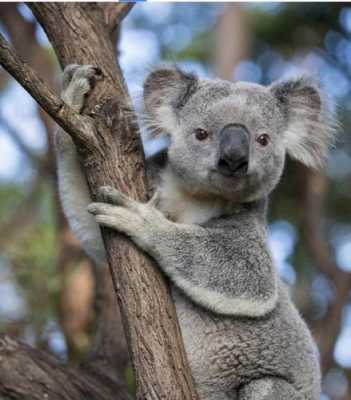荒野的召唤澳大利亚有什么动物