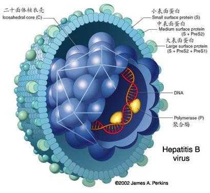 HEV是什么病毒