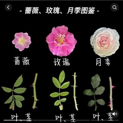  玫瑰花跟月季花有什么区别「玫瑰花跟月季花有什么区别怎样分辨」