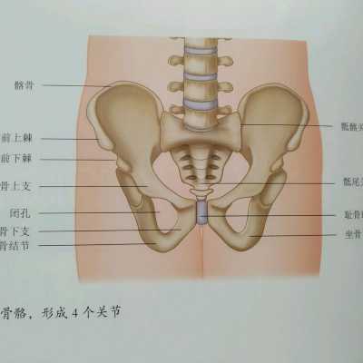 盆腔在什么位置（盆腔在什么位置疼）