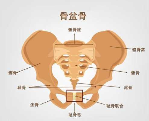 盆腔在什么位置（盆腔在什么位置疼）