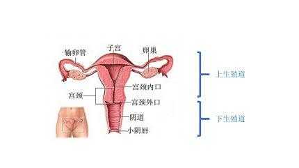 盆腔在什么位置（盆腔在什么位置疼）