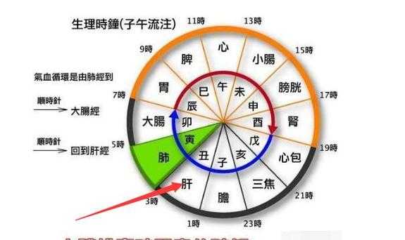 肝胆什么时候排毒几点排毒