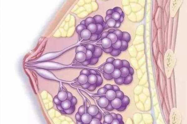 乳腺导管扩张是什么意思_乳腺导管扩张是什么意思