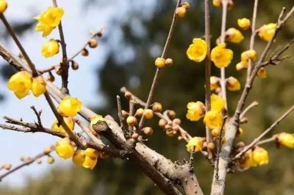 什么花冬天开花? 什么花儿冬天开