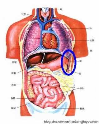 脾在什么位置图片（脾有毛病有哪些症状）