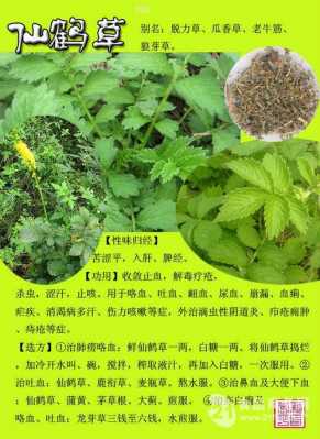 仙鹤草治什么病最有效_中药仙鹤草的作用与功效