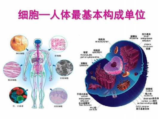  人体有什么「人体有什么细胞」