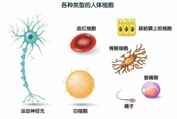  人体有什么「人体有什么细胞」