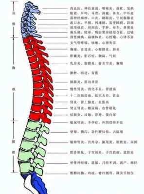 腰椎t12在什么位置_腰椎t12在什么位置图片