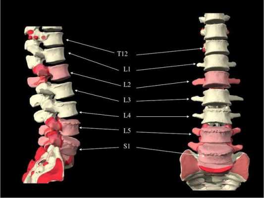 腰椎t12在什么位置_腰椎t12在什么位置图片