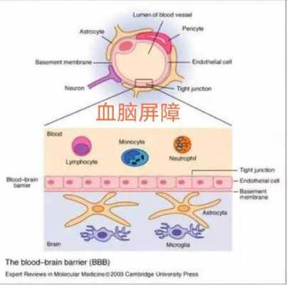 什么能通过血脑屏障代谢